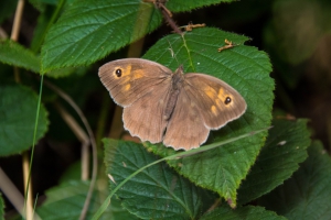 Papillon brun des prairies